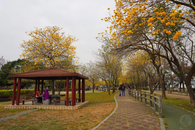 2023廍子公園黃花風鈴木花況,台中最美的黃金公園,廍子公園黃花風鈴木,廍子公園黃花風鈴木花況