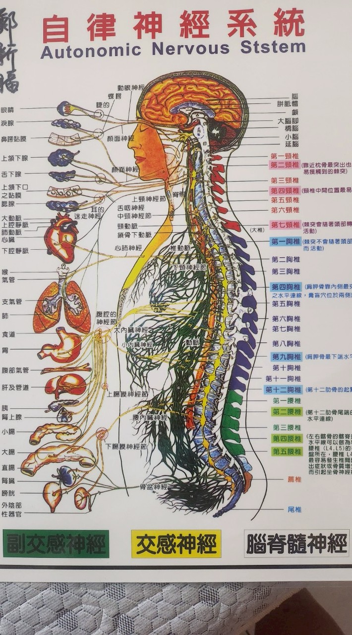 筋骨推拿調理。快速解決酸痛。身體健康維護資料集