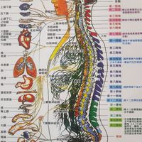 筋骨推拿調理。快速解決酸痛。身體健康維護資料集