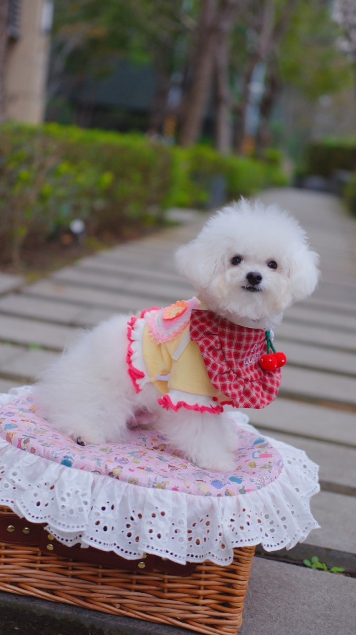 新竹/竹北 小型犬萌萌團
