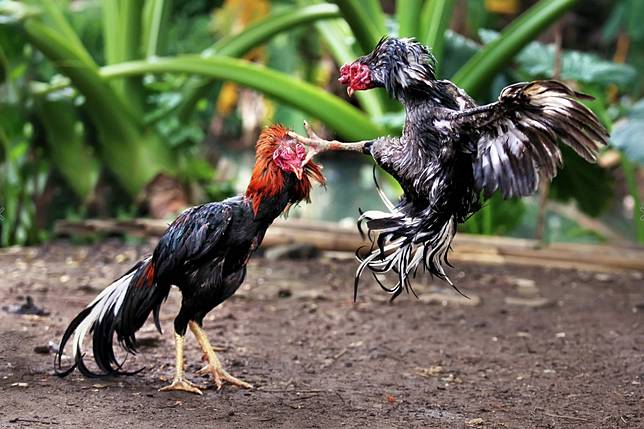 Cuma Fotografer Handal & Beruntung yang Bisa Dapat 12 Foto Keren Ini!