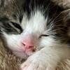 関東DIY会🐈横浜市、逗子市