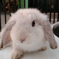 บ้าน Bunny Funny