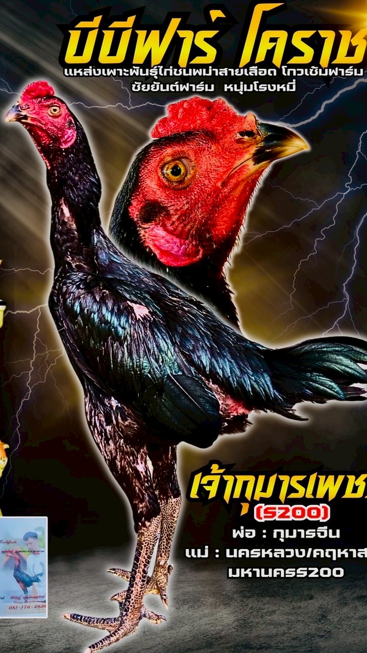 บีบีฟาร์ม..โคราช