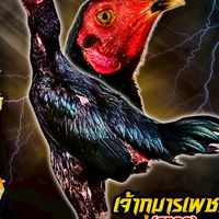 บีบีฟาร์ม..โคราช