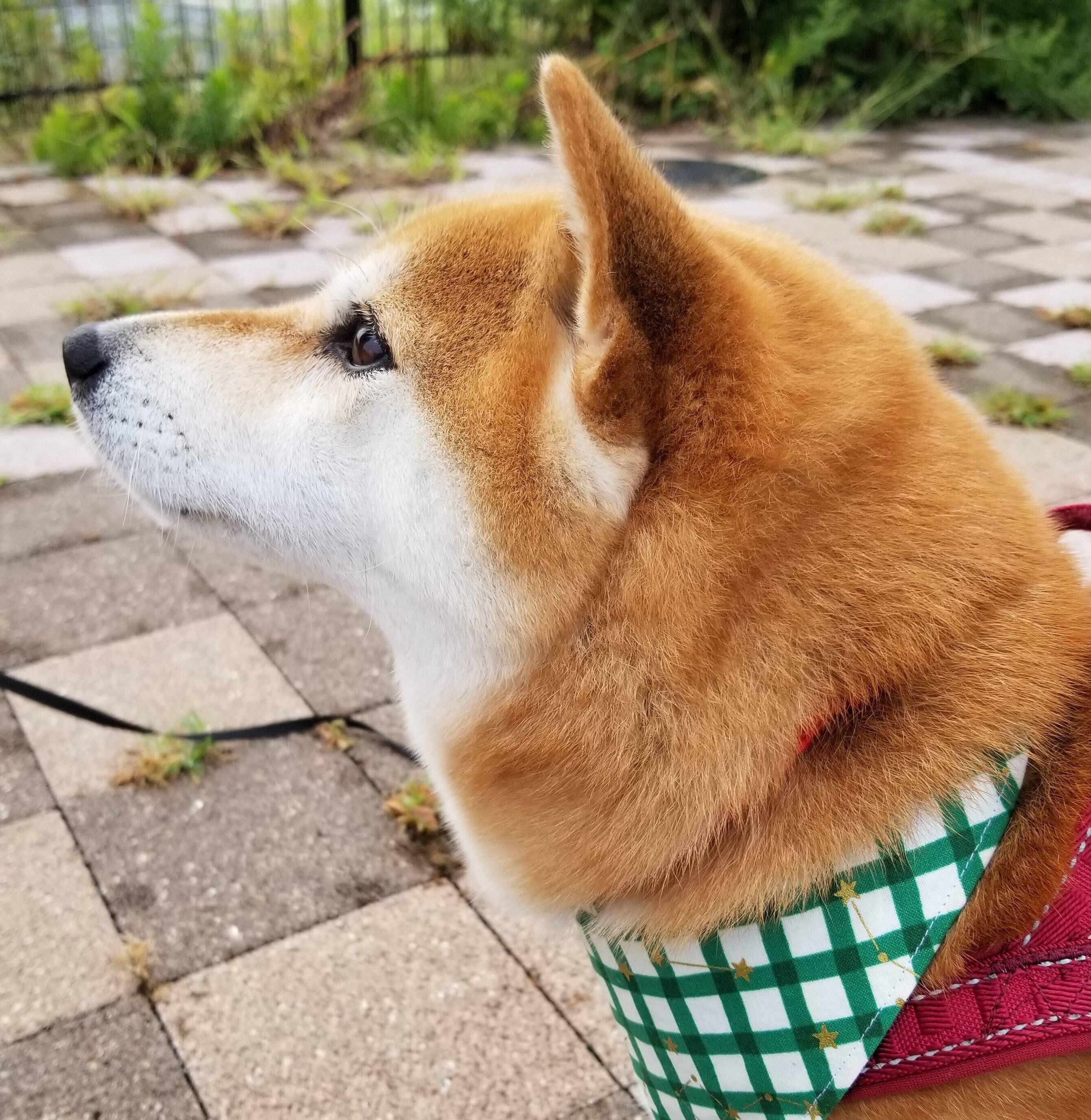 換毛期の愛犬の 抜け毛アート で分身ができた