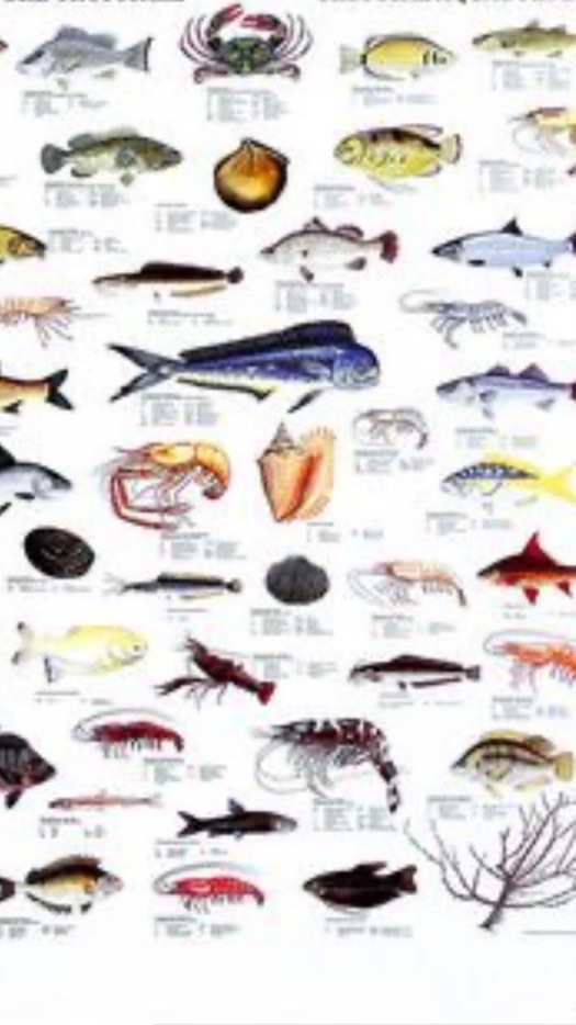 กลุ่มปลา (Fish Group)