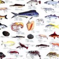 กลุ่มปลา (Fish Group)
