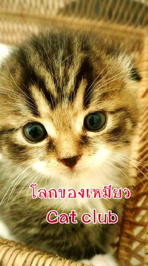 โลกของเหมียว cat club