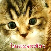 โลกของเหมียว cat club