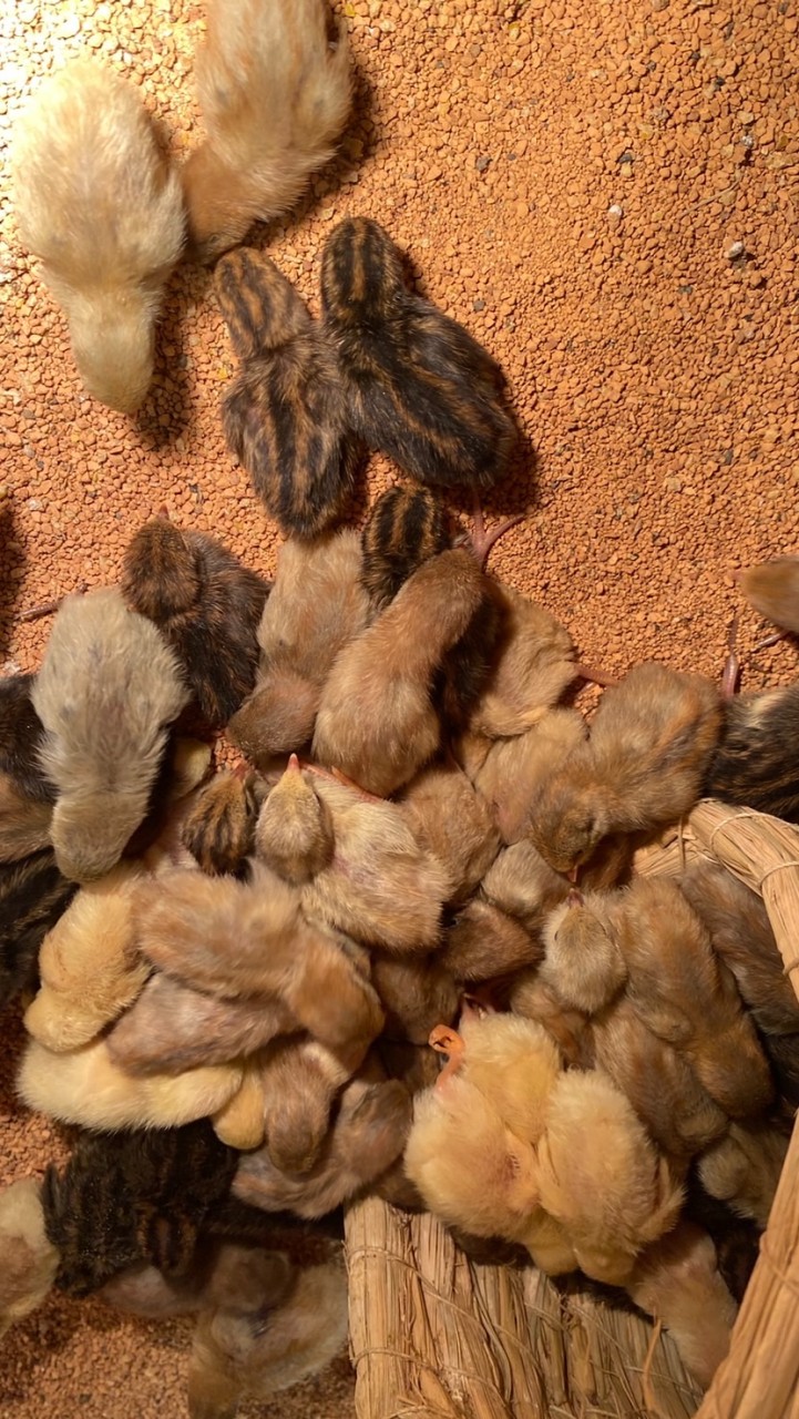 蘆丁雞/迷你雞/揪匠台南專賣用品實體店面