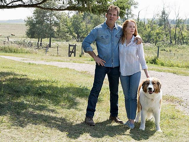 Review Film A Dog S Journey Anjing Rasa Olaf