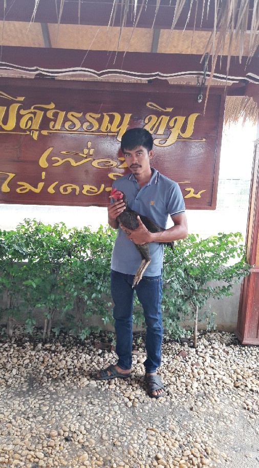 ซุ้มบัญชา ม้าล่อสายส.มีสุวรรณ100%