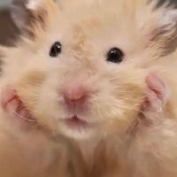 แฮมสเตอร์ Hamster Thai