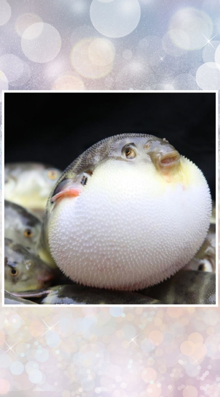 胖魨學院🐡🐡