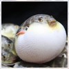 胖魨學院🐡🐡