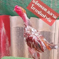 สารีเทิร์น+แทรกเตอร์ฟาร์ม