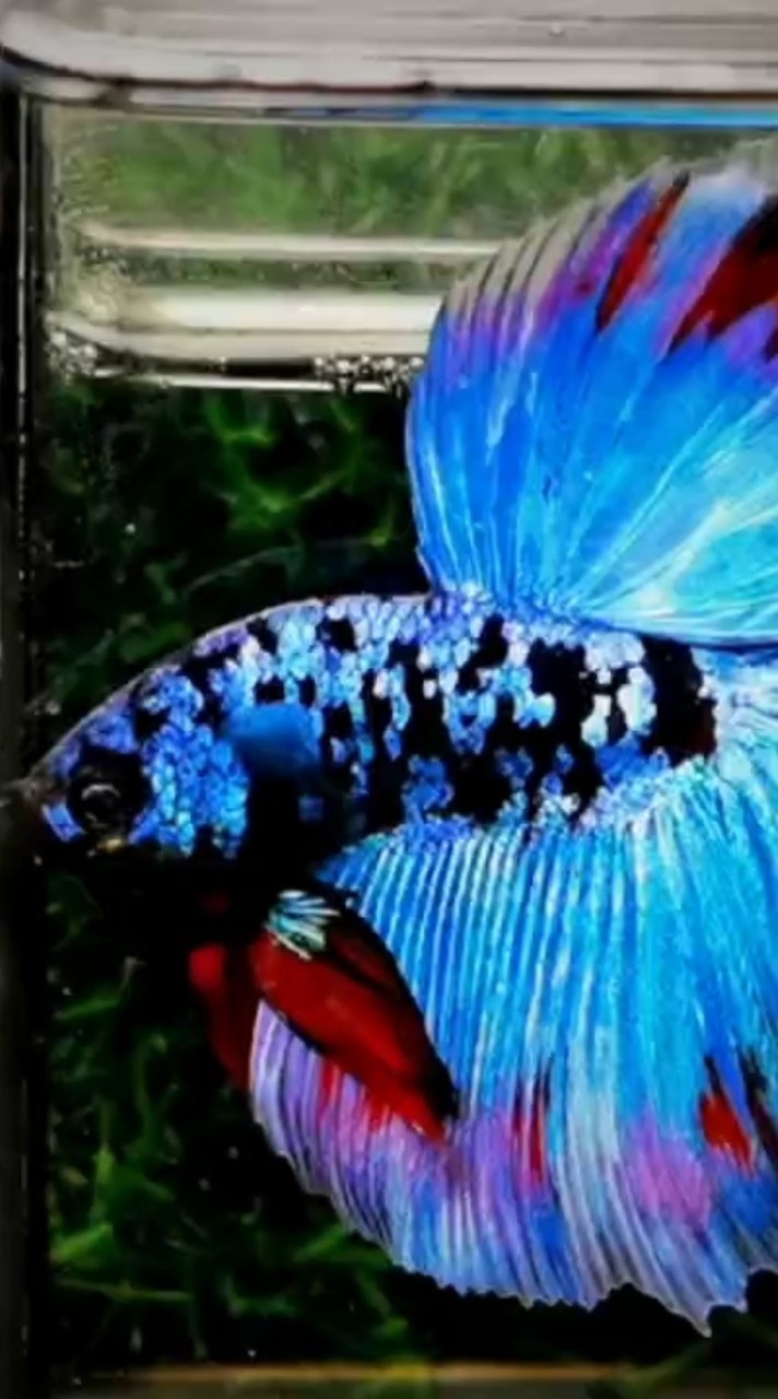 泰國原生鬥魚專賣交流群組。