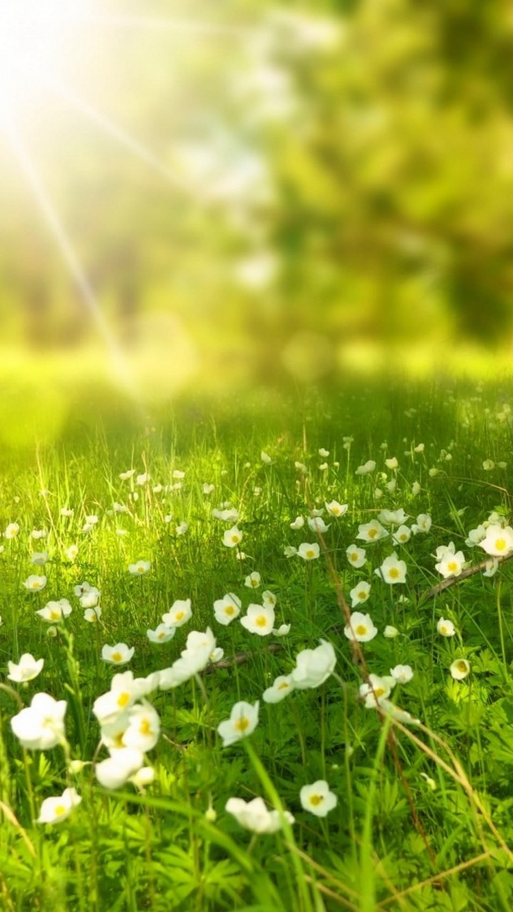 光の森🌳🍃〜迷ったらおいで( ᐛ )و⚐ﾞｶﾓﾝﾇ(未成年不可)セリカ間違った退会帰って来て