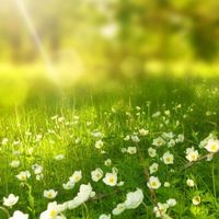 光の森🌳🍃〜迷ったらおいで( ᐛ )و⚐ﾞｶﾓﾝﾇ(未成年不可)セリカ間違った退会帰って来て
