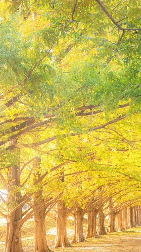 光の森🌳🍃〜迷ったらおいで( ᐛ )و⚐ﾞｶﾓﾝﾇ(未成年不可)