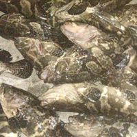 ☛南部海鮮水產 ✎預定可宅配