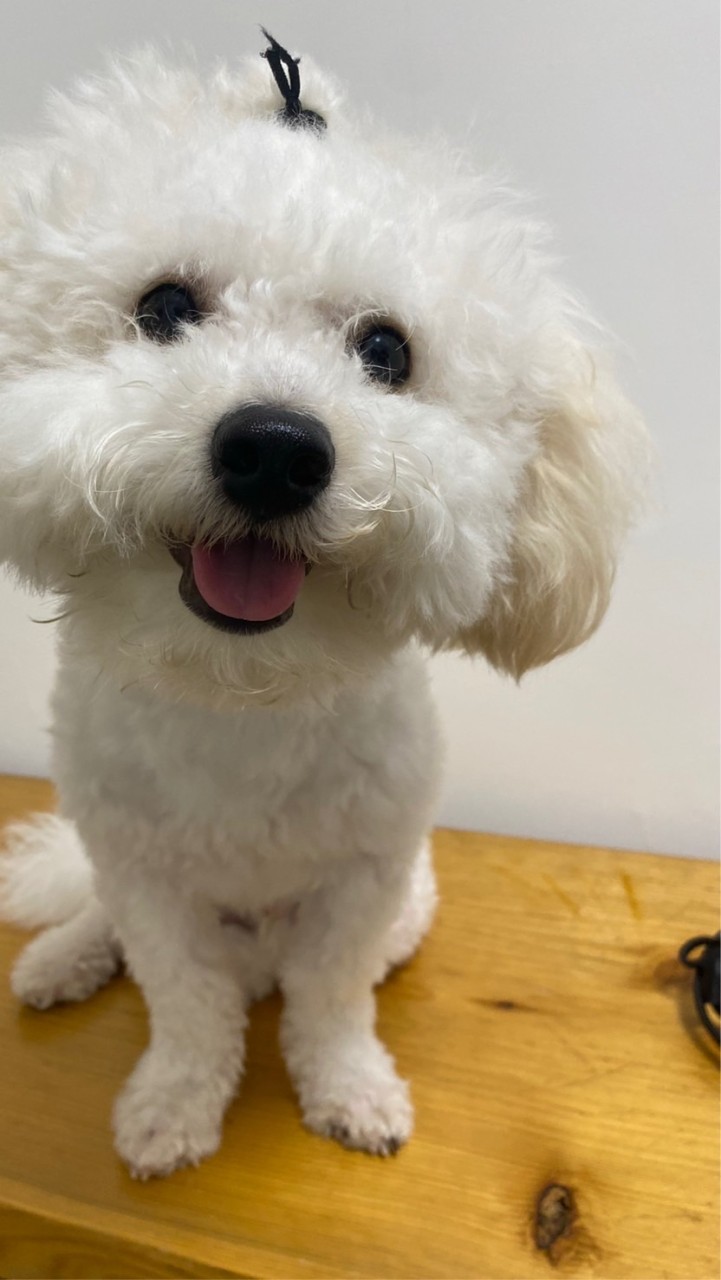 🐾神汪集團🐾神汪大飯店/喵喵/狗狗 /寵物食品/用品/團購/CP值🈵