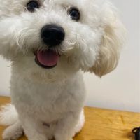 🐾神汪集團🐾神汪大飯店/喵喵/狗狗 /寵物食品/用品/團購/CP值🈵