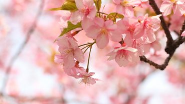 日本人春天畢業經典歌曲TOP10，每個年代的青春回憶！讓人充滿希望迎接新開始