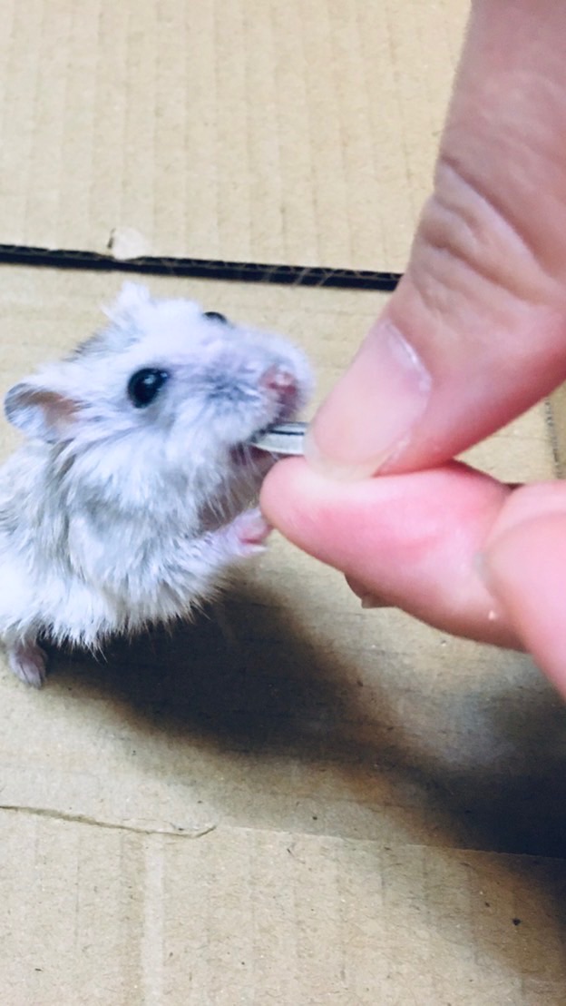 我愛倉鼠