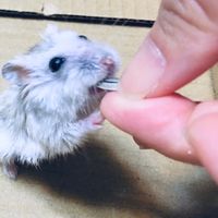 我愛倉鼠