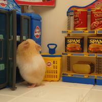 鼠兔零食用品買賣交流平台【手作·清倉·批發·零售·二手】