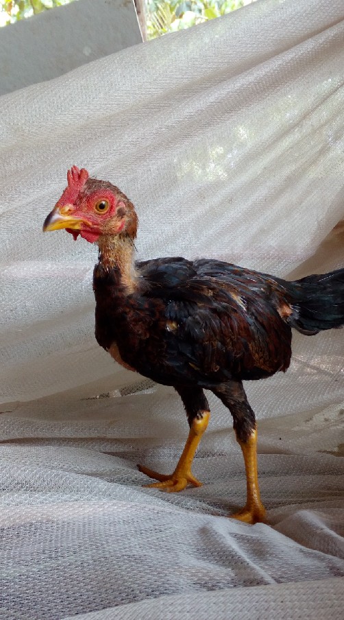 ลูกไก่พม่าแข้งคมหน้าหงอน.