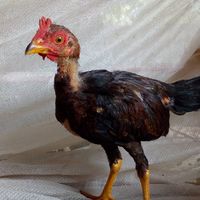 ลูกไก่พม่าแข้งคมหน้าหงอน.