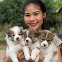 น้องหมาพันธุ์บางแก้วแท้ชัยนาท
