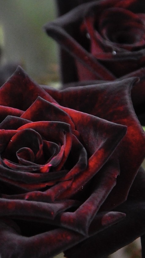 歌い手グループメンバー募集中！