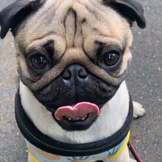 犬の性格別のストレス解消法