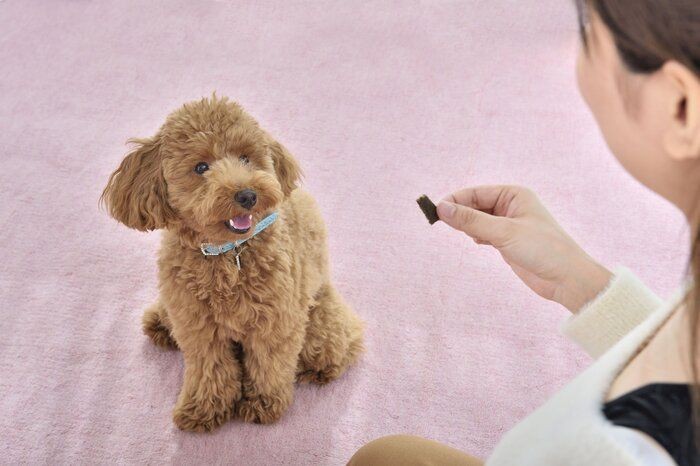 愛犬がストーブの前から離れない これって大丈夫