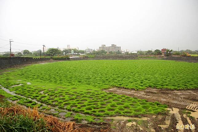 嘉義奇特「洞洞草原」夢幻美景超吸睛