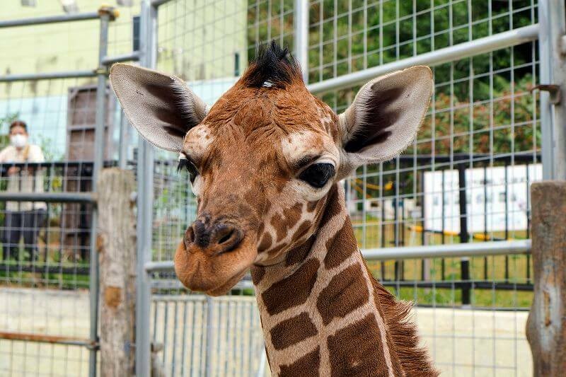 21 動物の赤ちゃんまとめ キュートな写真多数 公開日も