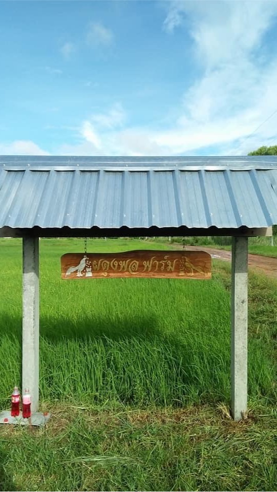 ผดุงพล ฟาร์ม