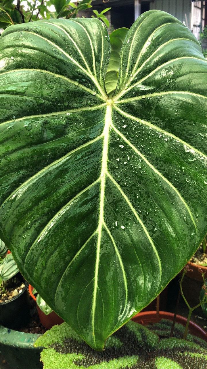 觀葉植物迷交流站（植子正派經營）