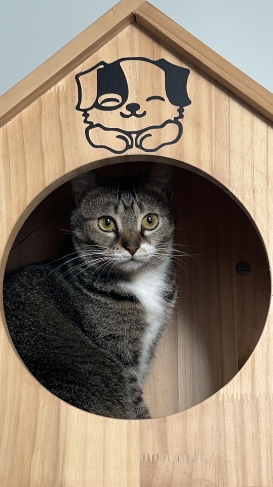 烤鴨鴨杖劍