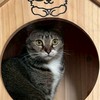 烤鴨鴨杖劍