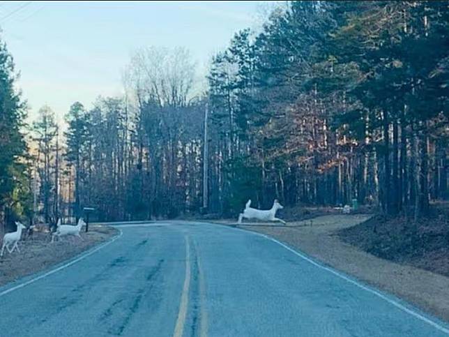 網友在臉書貼出3隻白鹿過馬路照片。