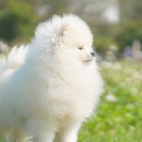 胡艾倫寵物工商版