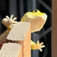 守宮進度回報