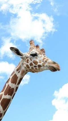 90’s Night @ genomic giraffe