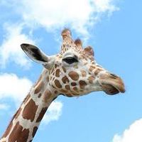 90’s Night @ genomic giraffe