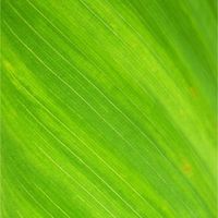 淳原素生活網VeganPure